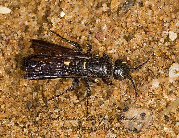 Myzinum obscurum  8008473z