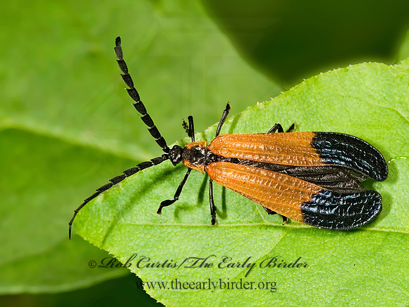 Calopteron terminale 8016240z