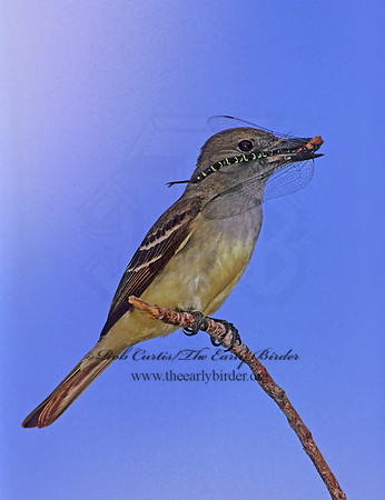Myiarchus crinitus  GREAT CRESTED FLYCATCHER 251832z