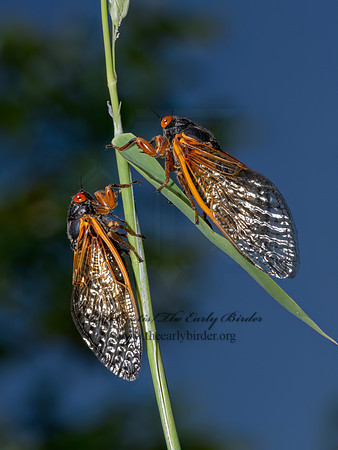 Magicicada cassinii CASSINI'S PERIODICAL CICADA 9088265 z