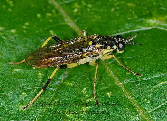 Xylomya tenthredinoides  XYLOMYID FLY 6007742z