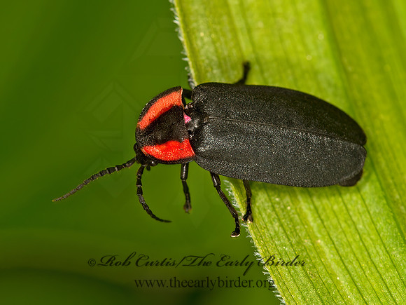 Ellychnia californica  CALIFORNIA GLOWWORM 9058311z