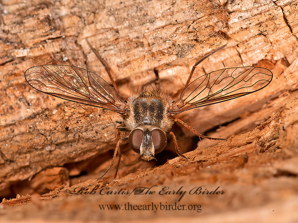 Aphoebantus interruptus  APHOEBANTINAE BEE FLY 8037148z