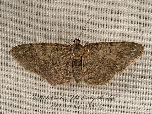 Glenoides texanaria  TEXAS GRAY MOTH 9053491z