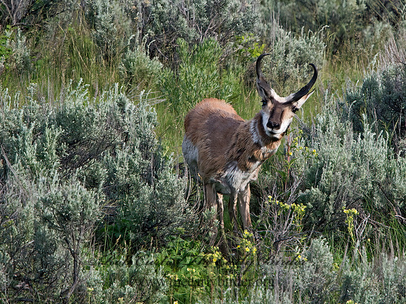 Antilocapra americana  PRONGHORN 9061517z