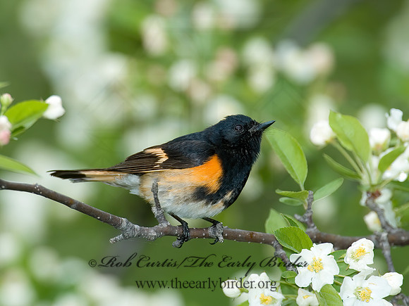 Setophaga ruticilla  AMERICAN REDSTART 5006477z