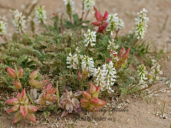 Astragalus nuttallii  NUTTALL'S MILKVETCH 8036676z