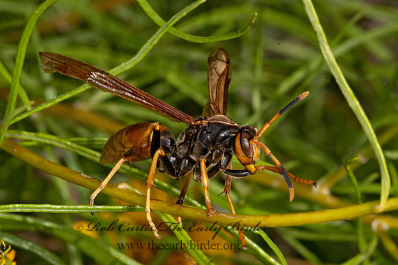 Polistes comanchus  COMANCHE PAPER WASP 3038751z