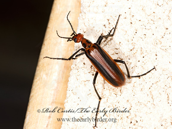 Pyrota tenuicostatis  RED-MARGINED BLISTER BEETLE 3039461-z