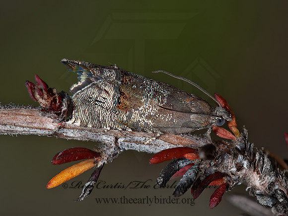 Ephippiphora  TORTRICID MOTH 8036166z