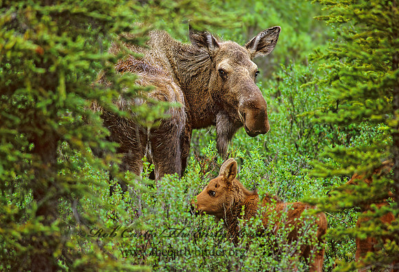 Alces alces  MOOSE 233724  z