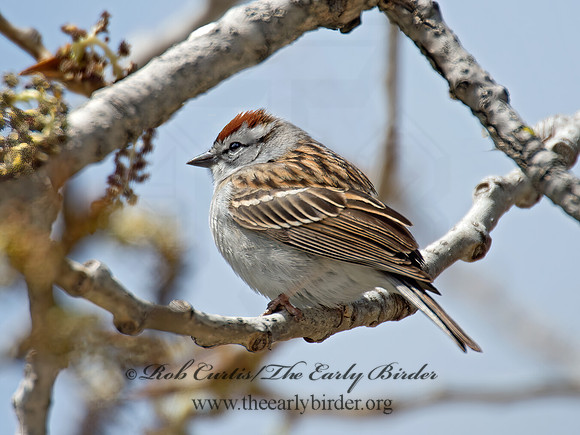 Spizella passerina  CHIPPING SPARROW 9021317z