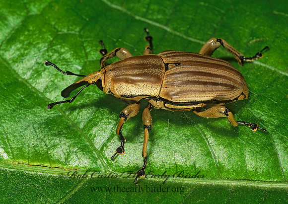 Sphenophorus aequalis 1112423z
