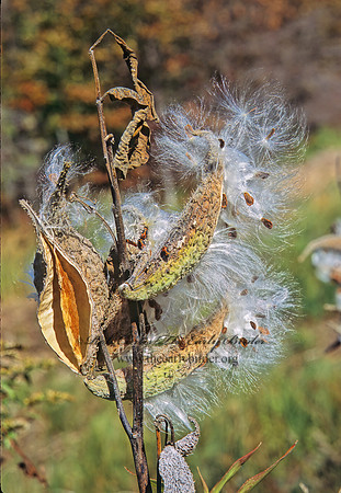 Asclepias syriaca  COMMON MILKWEED 304820z