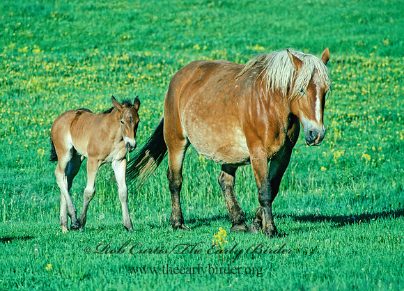 Equus caballus  HORSE 113431z