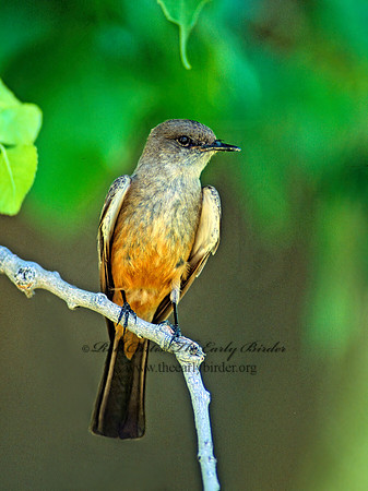 Sayornis sayi  SAY'S PHOEBE 57935z