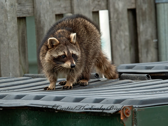 Procyon lotor  RACCOON 5018005z