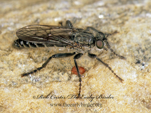 Lasiopogon hinei  STICHOPOGONINAE ROBBER FLY 243334Mz