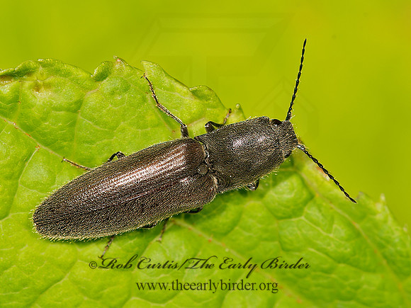 Athous brightwelli  CLICK BEETLE 9031879z