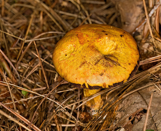 Suillus americanus  CHICKEN FAT MUSHROOM 8017775z