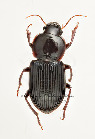 Discoderus robustus 9019917z