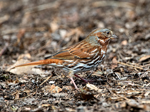 Passerella iliaca  FOX SPARROW 9028127z