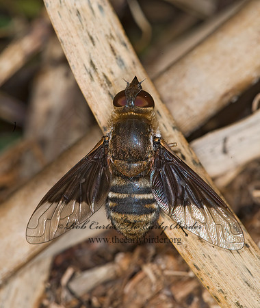 Paravilla separata  BEE FLY 6012073z