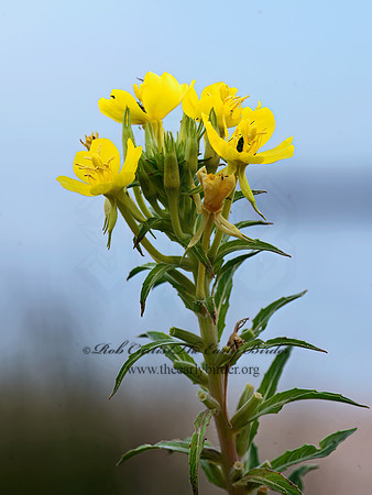 Oenothera biennis  COMMON EVENING PRIMROSE 9040407z