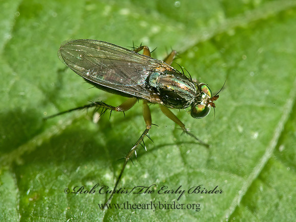 Dolichopus  LONGLEGGED FLY 5000894z
