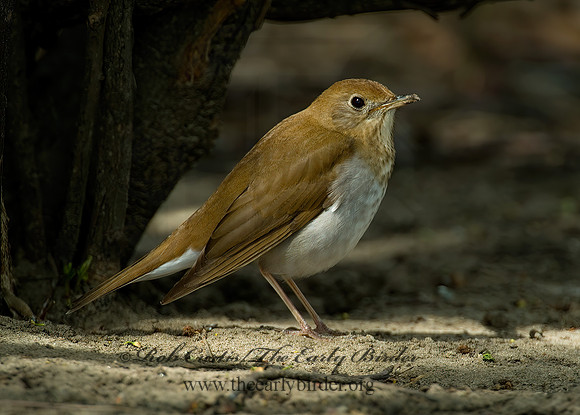 Catharus fuscescens  VEERY 4000246z