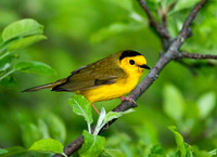 Setophaga citrina HOODED WARBLER 3008162z