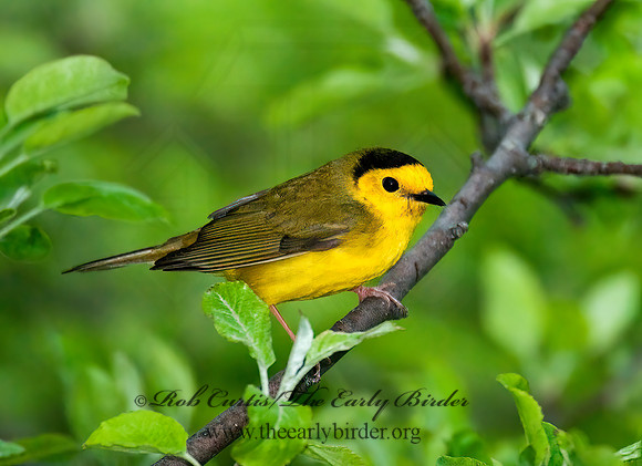 Setophaga citrina  HOODED WARBLER 3008162z