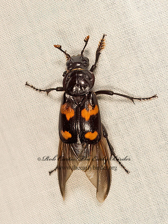 Nicrophorus orbicollis  ROUNDNECK SEXTON BEETLE 9049934z