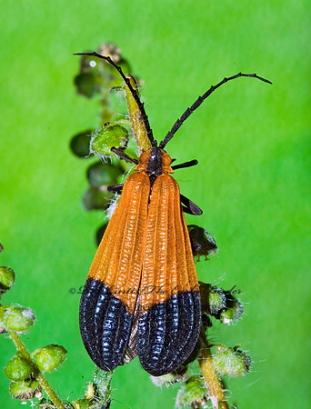 Calopteron terminale 7015402z