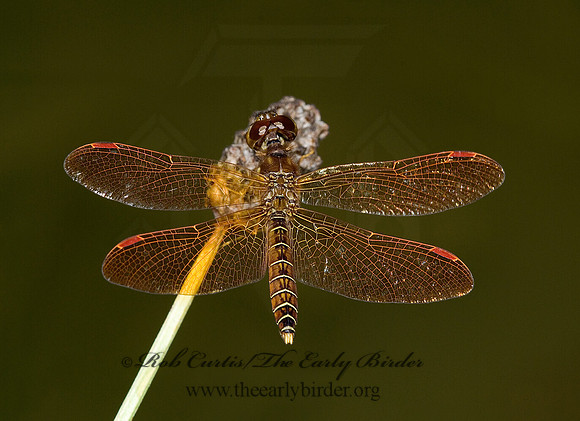 Perithemis tenera EASTERN AMBERWING 6012440