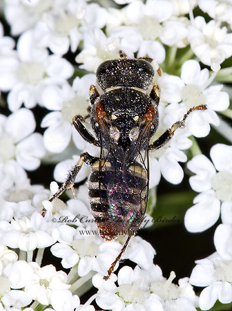 Oxybelus emarginatus  PRONGBACKED FLYHUNTER 6010380z