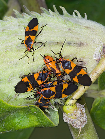 Oncopeltus fasciatus  LARGE MILKWEED BUG 7015126z