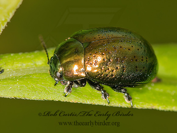 Chrysolina (Hypericia) hyperici  ST. JOHNSWORT BEETLE 9032667z