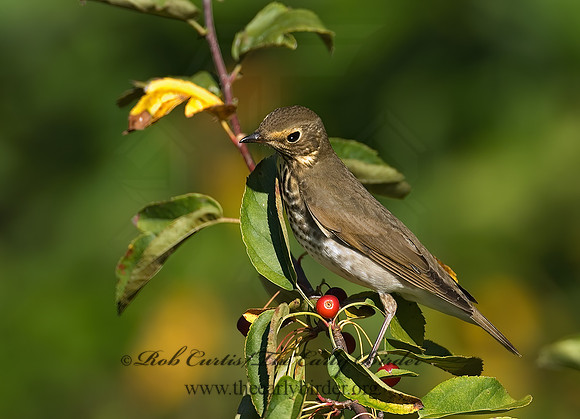 Catharus ustulatus  SWAINSON'S THRUSH 7012765z