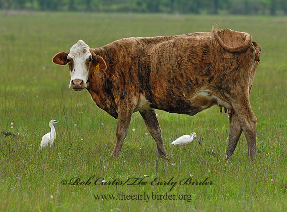 Bos taurus  CATTLE 6022681z