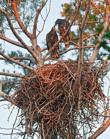 Haliaeetus leucocephalus  BALD EAGLE 3002826z