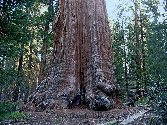 Sequoiadendron giganteum  GIANT SEQUOIA 9058264z