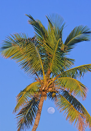 Coca nucifera  COCONUT PALM  249536z