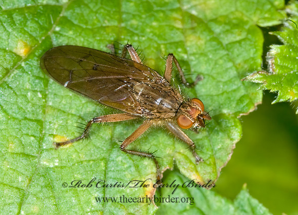 Scathophaga furcata DUNG FLY 6016598z