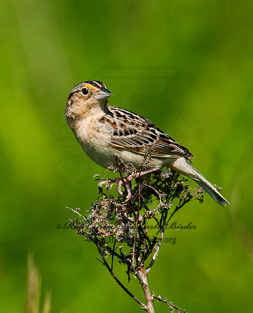 Ammodramus savannarum  GRASSHOPPER SPARROW 3008499z