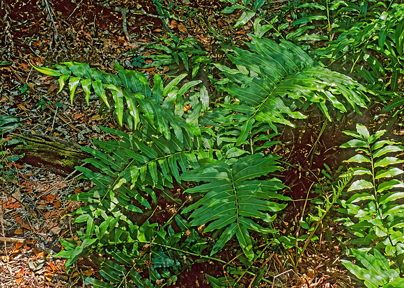Blechnum serrulatum  SWAMP FERN 260407z