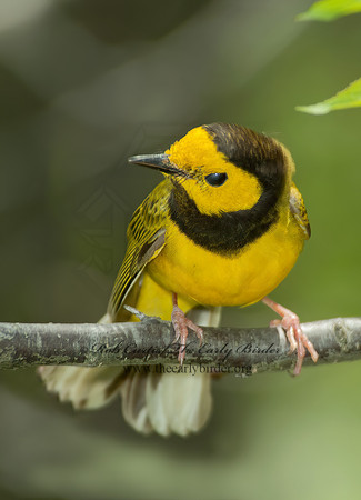 Setophaga citrina  HOODED WARBLER 4000482 z