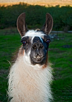Lama glama  LLAMA 8019926z