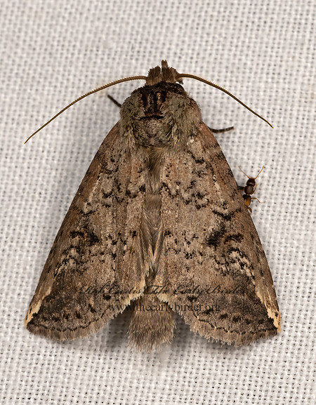 Elasmia  PROMINENT MOTH 3040203z