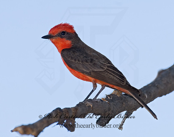 Pyrocephalus rubinus  VERMILION FLYCATCHER 7008584Z